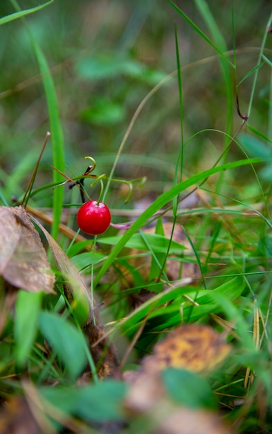 Macro de lirio de los valles Convallaria majalis árbol frutos rojos en una ramita con gotas de agua después de la lluvia sobre fondo de bosque verde en otoño