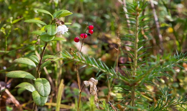 Macro del lirio de los valles, Convallaria majalis, árbol de frutos rojos en una sola rama en el contexto de un bosque verde en otoño. Frutos venenosos del lirio de los valles.