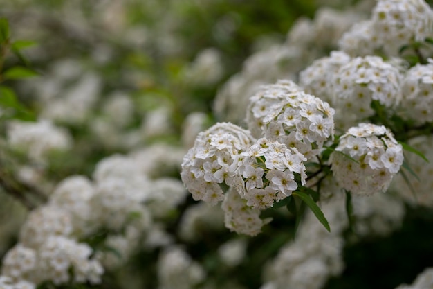 Macro Lobularia maritima flores syn Alyssum maritimum nombre común dulce alyssum o dulce alison una planta utilizada normalmente como cubierta vegetal