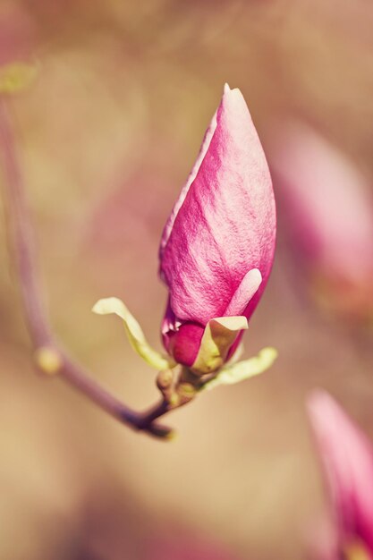 Macro de magnolia púrpura