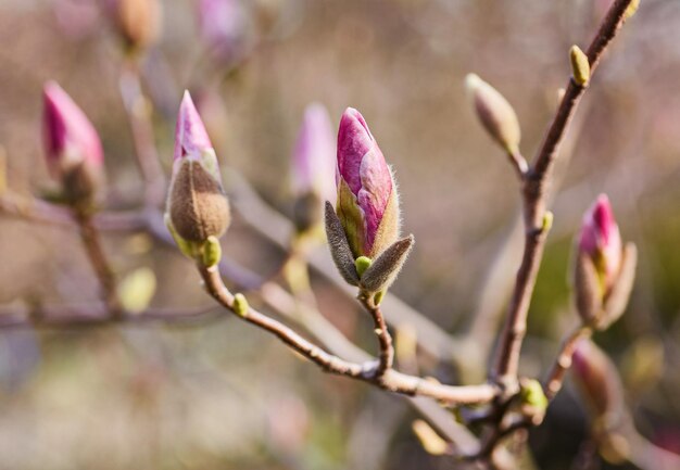 Macro de magnolia púrpura