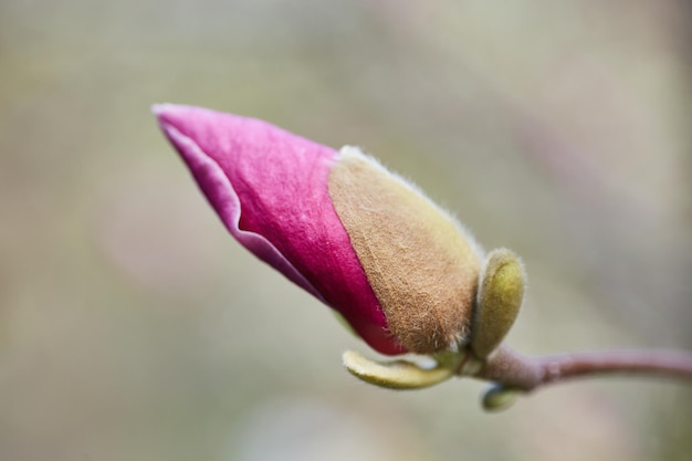 Macro de magnolia púrpura