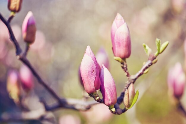 Macro de magnolia púrpura