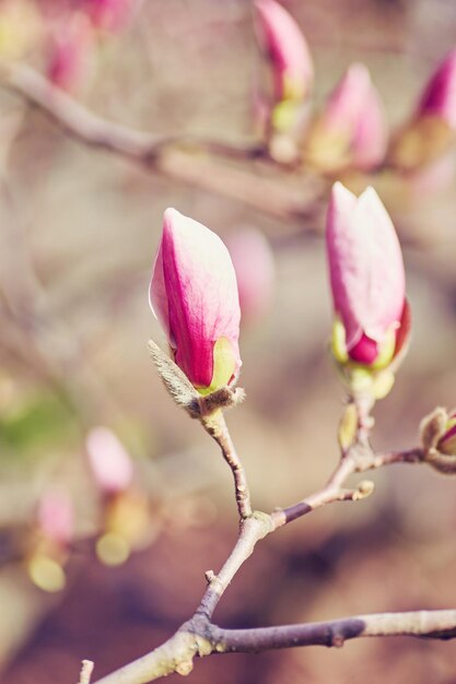 Macro de magnolia púrpura