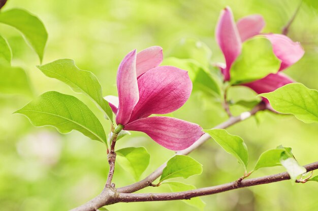 Macro de magnolia púrpura