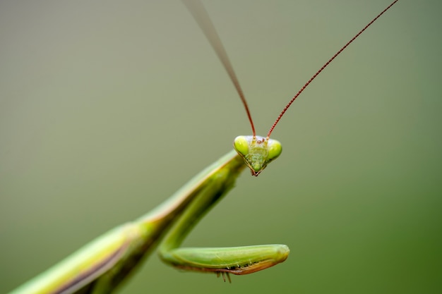 Macro de mantis europea femenina o mantis religiosa