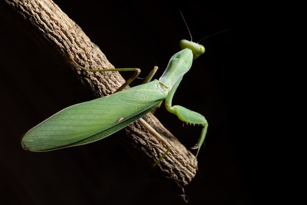 Macro Mantis Green en la rama