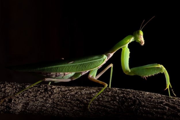 Macro mantis verde no ramo