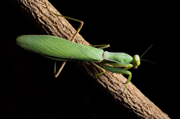 Macro Mantis Verde no ramo