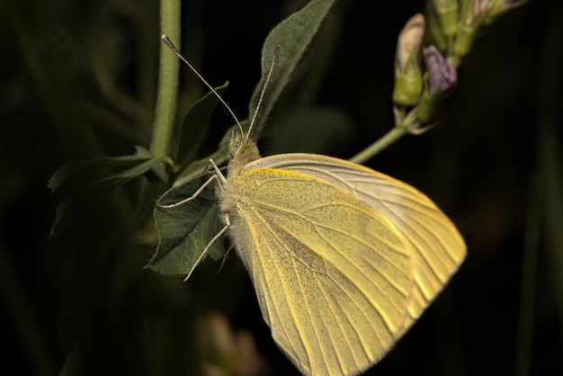 Foto macro de la mariposa pierismanni