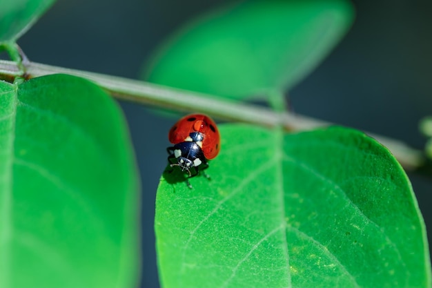 Foto macro de una mariposa sentada en una hoja verde en primavera