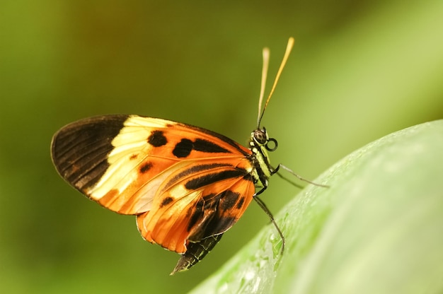 macro de una mariposa en la vegetación verde