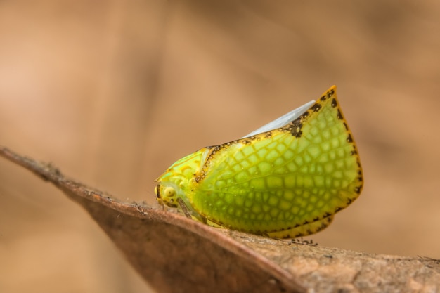 Macro mariposa verde