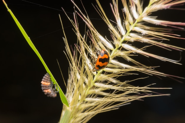 Macro de Mariquita ocultar en polen seco en la naturaleza. Enfoque selectivo
