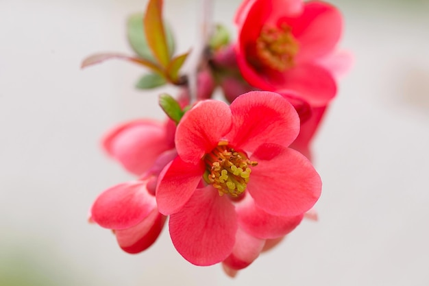 Macro de membrillo japonés de flores rojas brillantes o Chaenomeles japonica en el fondo borroso del jardín