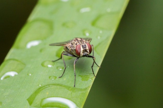 Macro de mosca grande en hojas verdes con gota de agua