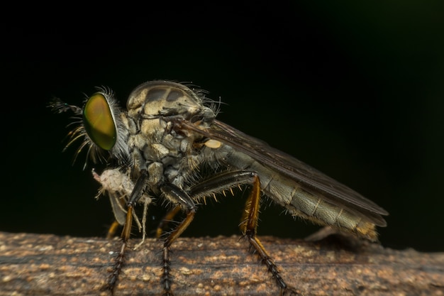 Macro de mosca (mosca ladrona, Asilidae, depredador) insecto de cerca en la licencia en la naturaleza