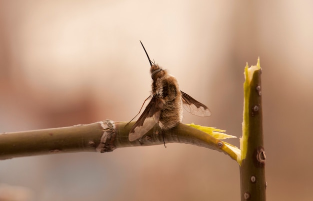 . macro. la mosca se sienta a horcajadas en una rama rota