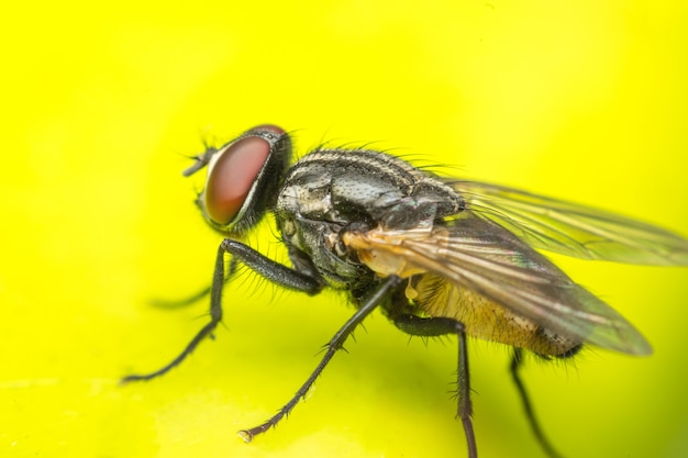 Macro de moscas o insecto mosca de cerca en la licencia en la naturaleza