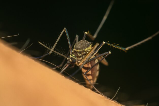 Macro de mosquito (Aedes aegypti) chupando sangre de cerca en la piel humana