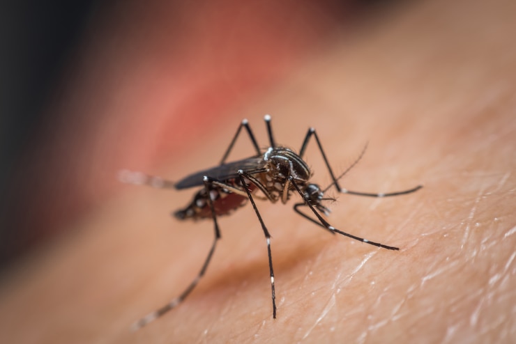 Foto macro de mosquito (aedes aegypti) chupando sangre