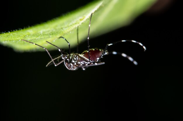 Macro, mosquito en las hojas.