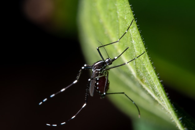 Macro, mosquito nas folhas