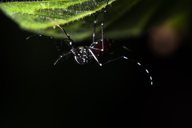 Macro, mosquito nas folhas