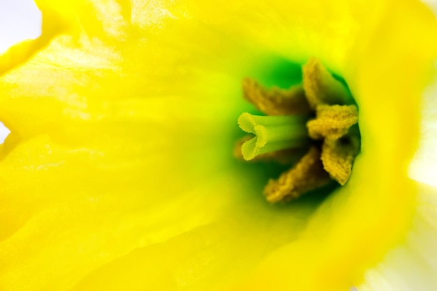 macro de narciso