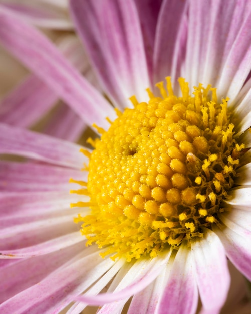 Macro natureza macro de flor roxa