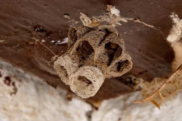 macro ninho de vespa