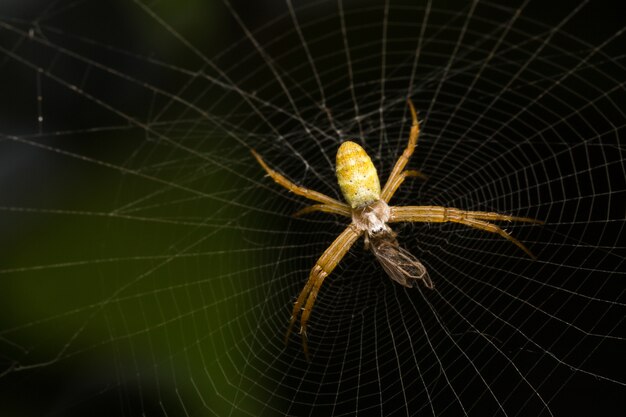 Macro ninhos de aranha