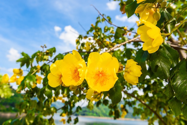 Macro a ochna integerrima integerrima rama, las flores del año nuevo vietnamita tradicional