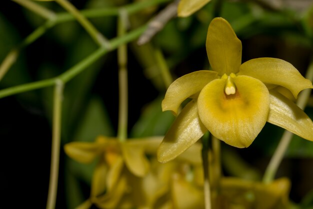 Macro orquídea amarilla