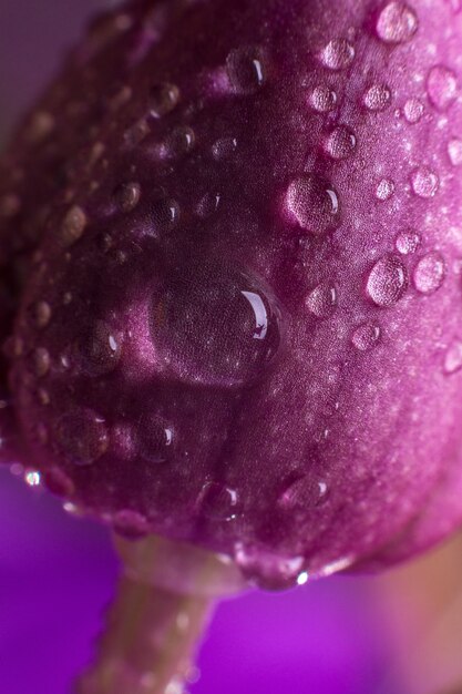 Macro de orquídea rosa con gotas de agua