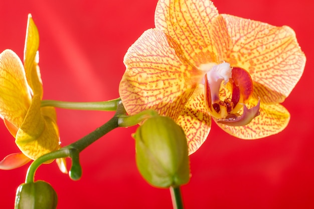 Macro de orquídeas amarillas y rojas con gotas de agua. Phalaenopsis rama en rojo. De cerca. Primavera.