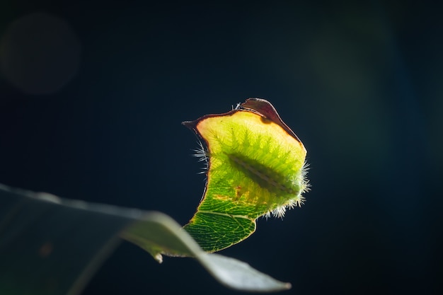 Macro oruga en una hoja