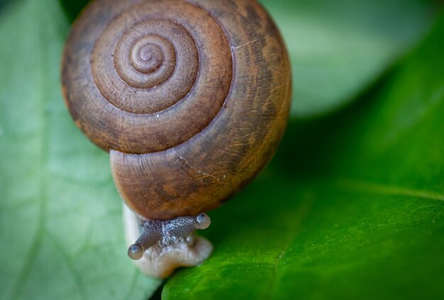 Macro ou Close Up pequeno caracol casca castanha padrão de enrolamento comum sobe em folhas verdes frescas