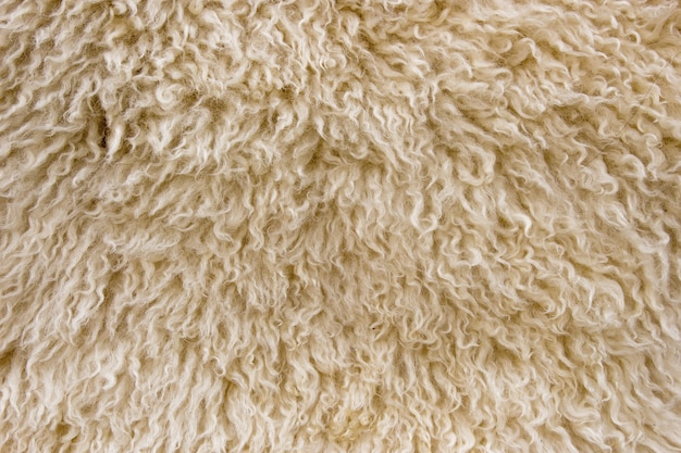 macro de ovejas de lana