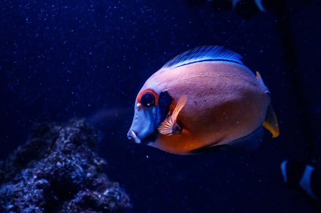 Macro peixe acanthurus pyroferus