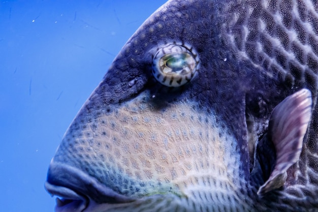 macro peixe balistod de pescoço azul, balistoides viridescens close-up