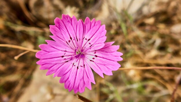 Macro pequena flor rosa roxa em israel