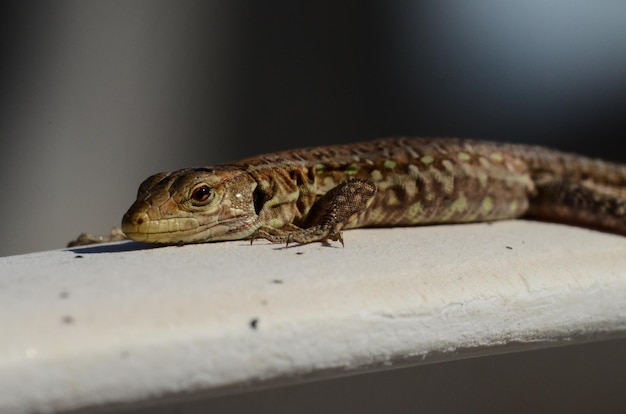 Macro de pequeño lagarto