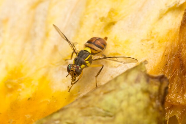 Macro pequeños insectos