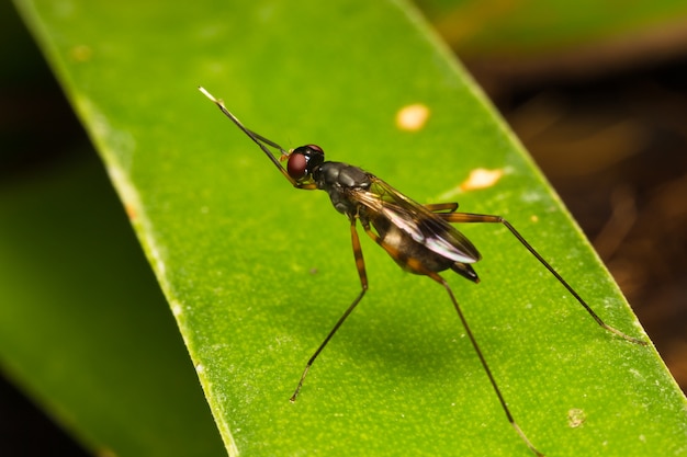 Macro pequeños insectos