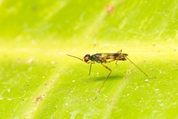 Macro pequeños insectos