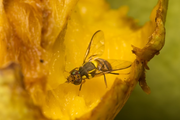 Macro pequenos insetos