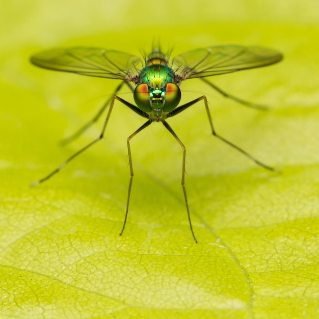 Foto macro pequenos insetos