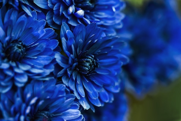 Macro de pétalos de dalia azul, fondo abstracto floral. Cerca de flores dahlia, crisantemo de fondo, enfoque suave.