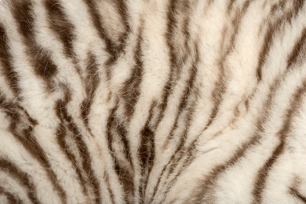 Foto macro de una piel de tigre blanco